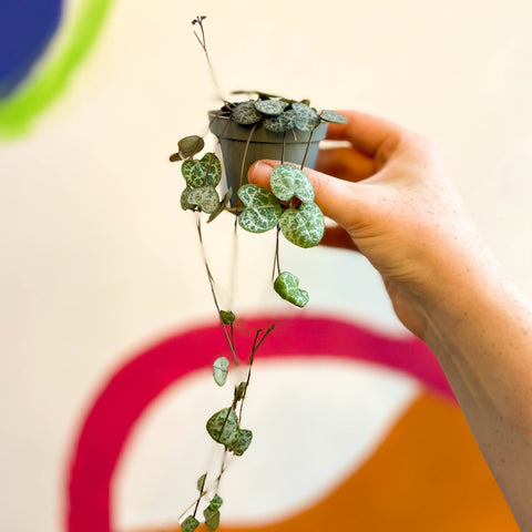 Ceropegia woodii - String of Hearts - Sprouts of Bristol