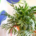 Chamaedorea elegans - Parlour Palm - Sprouts of Bristol