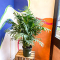 Chamaedorea elegans - Parlour Palm - Sprouts of Bristol