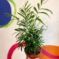 Chamaedorea elegans variegata - Parlour Palm - Sprouts of Bristol