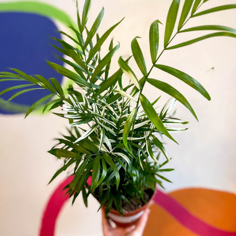 Chamaedorea elegans variegata - Parlour Palm - Sprouts of Bristol
