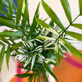 Chamaedorea elegans variegata - Parlour Palm - Sprouts of Bristol