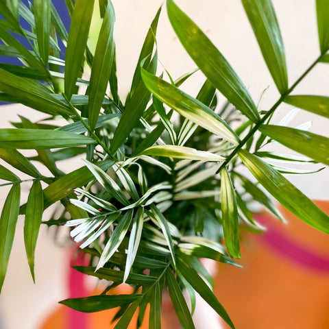 Chamaedorea elegans variegata - Parlour Palm - Sprouts of Bristol