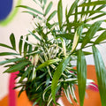 Chamaedorea elegans variegata - Parlour Palm - Sprouts of Bristol