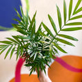 Chamaedorea elegans variegata - Parlour Palm - Sprouts of Bristol