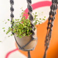 Charcoal Grey Macrame Plant Hanger - Sprouts of Bristol