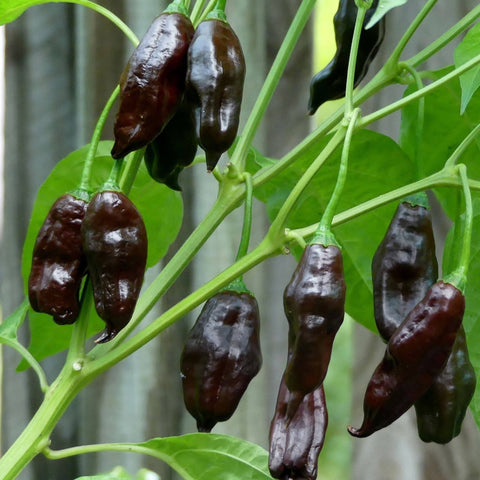 Chilli 'Machu Pichu' Seeds - Sprouts of Bristol