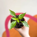 Chilli Pepper - Capsicum annuum 'Fresno' - British Grown - Sprouts of Bristol