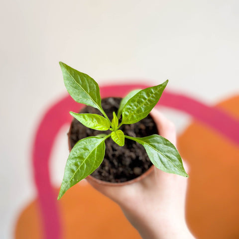 Chilli Pepper - Capsicum annuum 'Fresno' - British Grown - Sprouts of Bristol