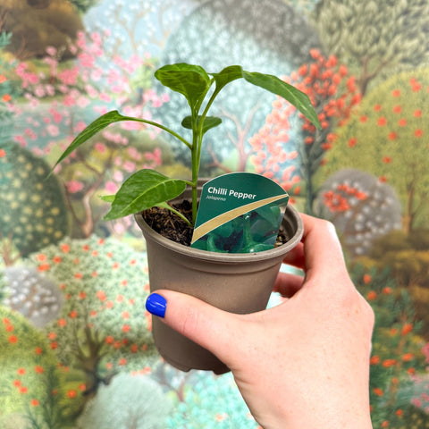 Chilli Pepper - Capsicum annuum ‘Jalapeño’ - British Grown - Sprouts of Bristol