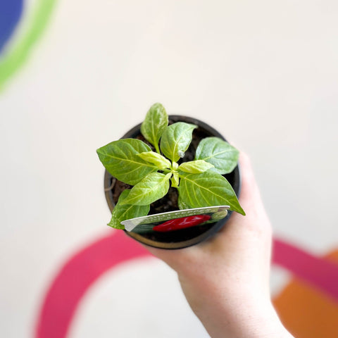 Chilli Pepper - Capsicum annuum 'Scotch Bonnet Red' - British Grown - Sprouts of Bristol