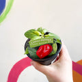 Chilli Pepper - Capsicum annuum 'Scotch Bonnet Red' - British Grown - Sprouts of Bristol