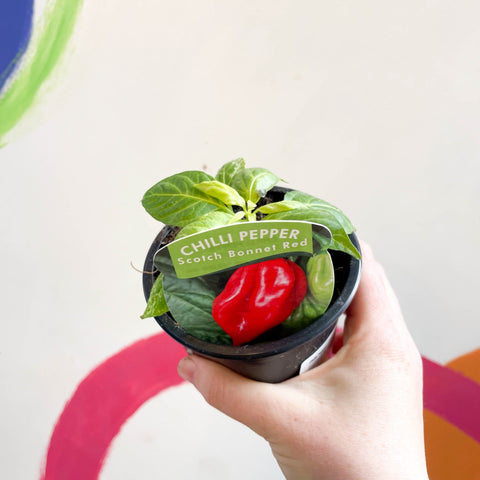Chilli Pepper - Capsicum annuum 'Scotch Bonnet Red' - British Grown - Sprouts of Bristol