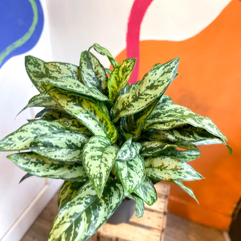 Chinese Evergreen - Aglaonema commutatum ‘Maria' - Sprouts of Bristol
