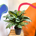 Chinese Evergreen - Aglaonema commutatum ‘Maria' - Sprouts of Bristol