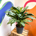 Chinese Evergreen - Aglaonema commutatum ‘Maria' - Sprouts of Bristol