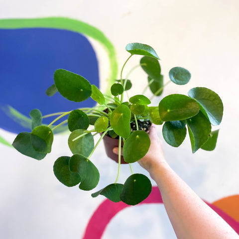 Chinese Money Leaf - Pilea peperomioides - Sprouts of Bristol