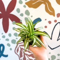 Chlorophytum comosum 'Variegatum' - Spider Plant - Sprouts of Bristol