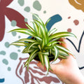 Chlorophytum comosum 'Variegatum' - Spider Plant - Sprouts of Bristol