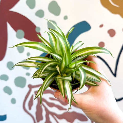 Chlorophytum comosum 'Variegatum' - Spider Plant - Sprouts of Bristol