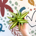 Chlorophytum comosum 'Variegatum' - Spider Plant - Sprouts of Bristol