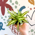 Chlorophytum comosum 'Variegatum' - Spider Plant - Sprouts of Bristol