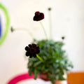 Chocolate Cosmos - Cosmos atrosanguineus - Sprouts of Bristol