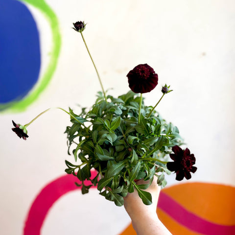 Chocolate Cosmos - Cosmos atrosanguineus - Sprouts of Bristol