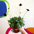 Chocolate Cosmos - Cosmos atrosanguineus - Sprouts of Bristol