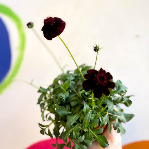 Chocolate Cosmos - Cosmos atrosanguineus - Sprouts of Bristol