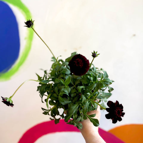 Chocolate Cosmos - Cosmos atrosanguineus - Sprouts of Bristol