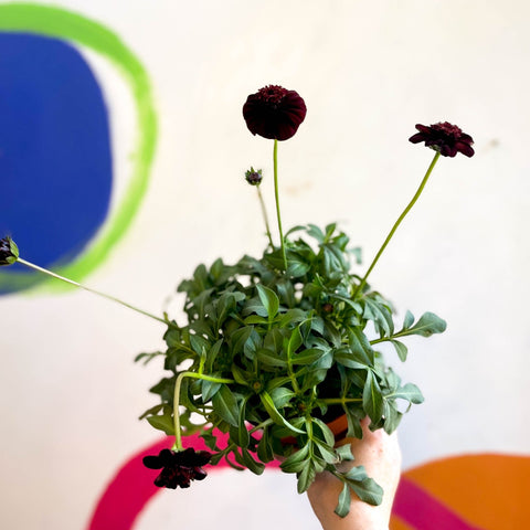 Chocolate Cosmos - Cosmos atrosanguineus - Sprouts of Bristol