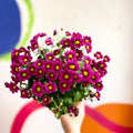 Chrysanthemum indicum 'Madiba' - Lucky Dip - Sprouts of Bristol