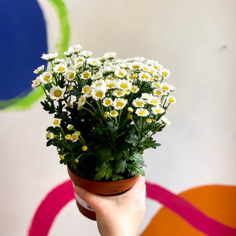 Chrysanthemum indicum 'Madiba' - Lucky Dip - Sprouts of Bristol