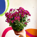 Chrysanthemum indicum 'Madiba' - Lucky Dip - Sprouts of Bristol