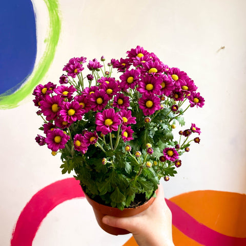 Chrysanthemum indicum 'Madiba' - Lucky Dip - Sprouts of Bristol