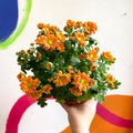 Chrysanthemum indicum 'Madiba' - Lucky Dip - Sprouts of Bristol