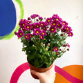 Chrysanthemum indicum 'Madiba' - Lucky Dip - Sprouts of Bristol