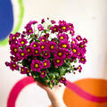 Chrysanthemum indicum 'Madiba' - Lucky Dip - Sprouts of Bristol