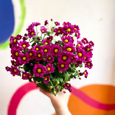 Chrysanthemum indicum 'Madiba' - Lucky Dip - Sprouts of Bristol