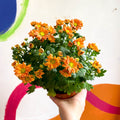 Chrysanthemum indicum 'Madiba' - Lucky Dip - Sprouts of Bristol