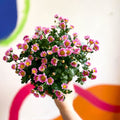 Chrysanthemum indicum 'Madiba' - Lucky Dip - Sprouts of Bristol