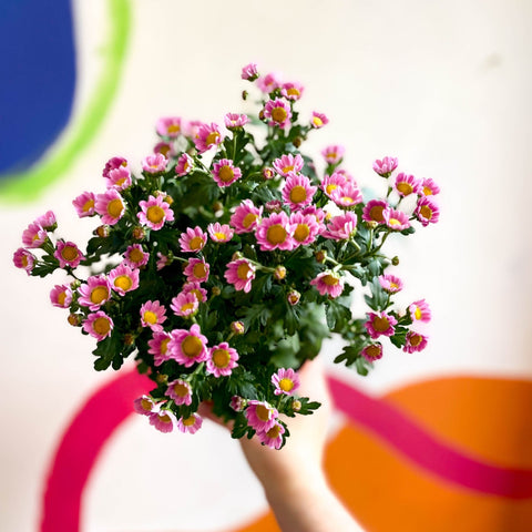 Chrysanthemum indicum 'Madiba' - Lucky Dip - Sprouts of Bristol