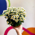 Chrysanthemum indicum 'Madiba' - Lucky Dip - Sprouts of Bristol