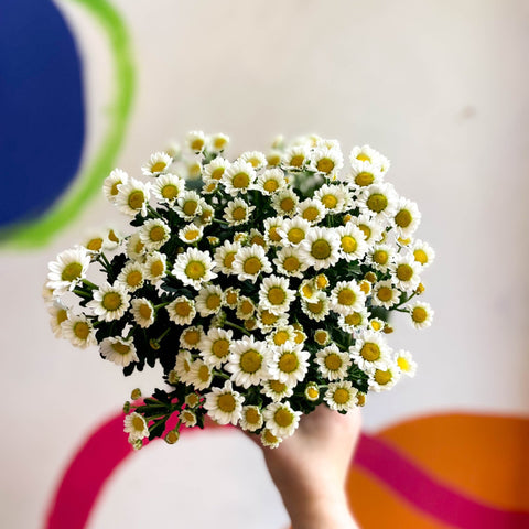 Chrysanthemum indicum 'Madiba' - Lucky Dip - Sprouts of Bristol