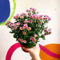 Chrysanthemum indicum 'Madiba' - Lucky Dip - Sprouts of Bristol