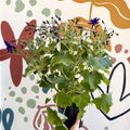Cineraria - Senetti 'Deep Blue' Suntory Collection - British Grown - Sprouts of Bristol