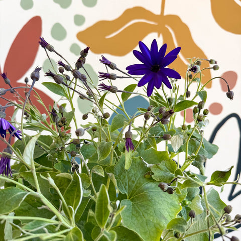 Cineraria - Senetti 'Deep Blue' Suntory Collection - British Grown - Sprouts of Bristol