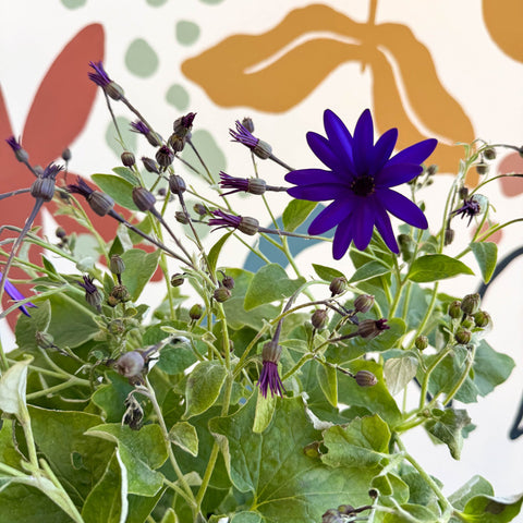 Cineraria - Senetti 'Deep Blue' Suntory Collection - British Grown - Sprouts of Bristol