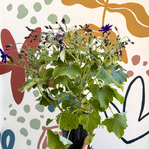 Cineraria - Senetti 'Deep Blue' Suntory Collection - British Grown - Sprouts of Bristol